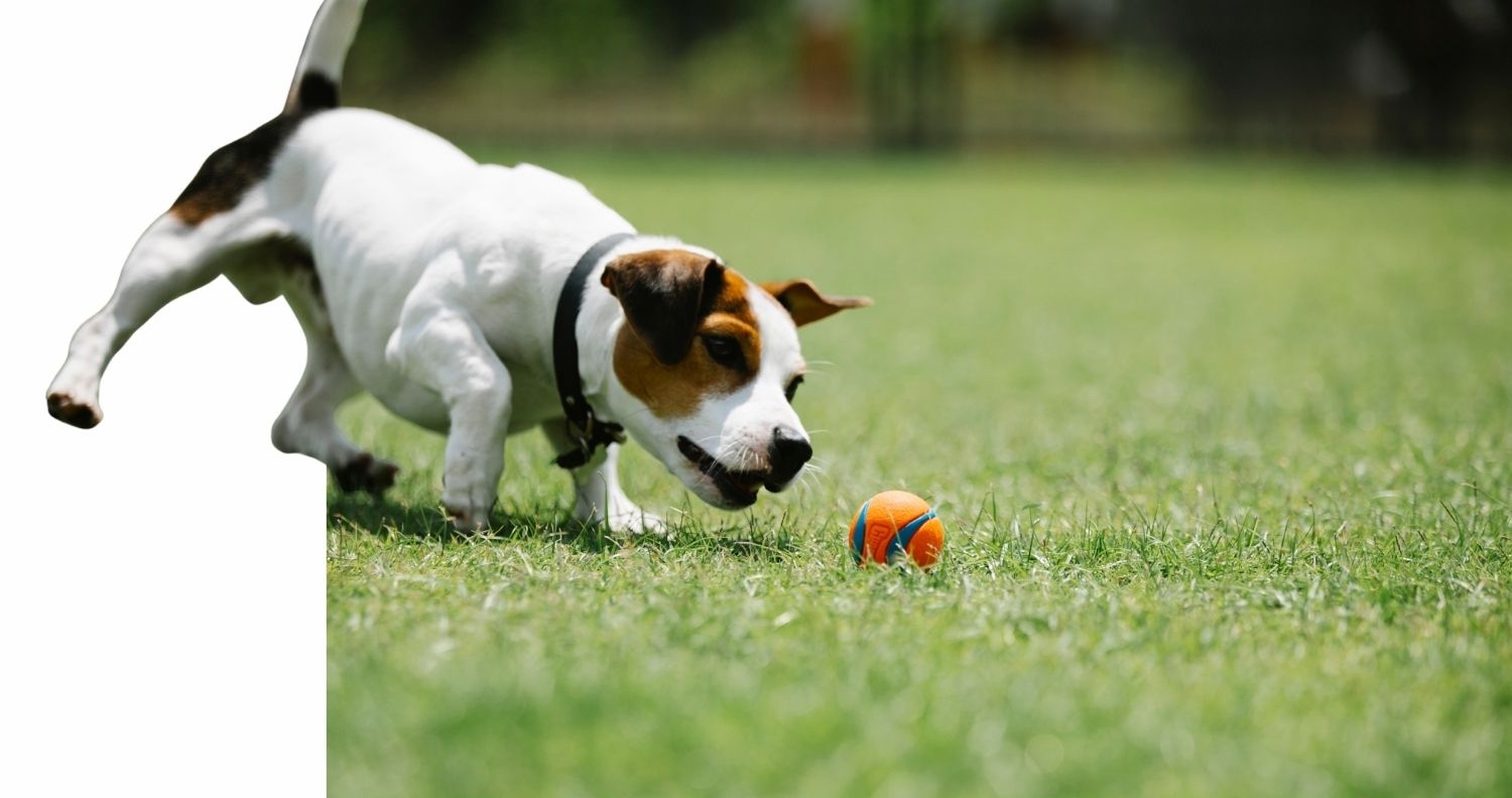 best lawn levelling garden tools 